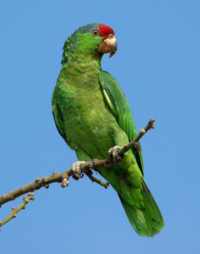 Green parrot with a red forehead perched on a bare branch against a blue sky