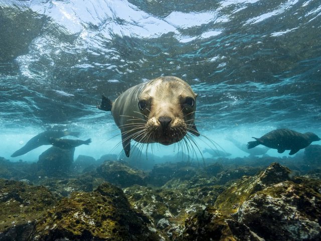 A curious sea lion swims toward the camera over a rocky seafloor in clear blue water