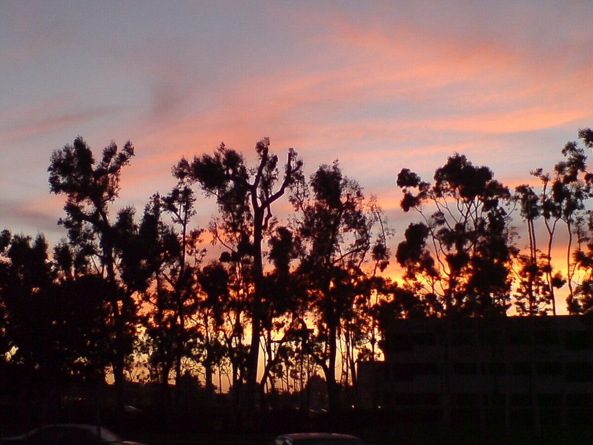 Eucalyptus trees silhouetted against an orange and pink sunset sky at Wilson Park in Torrance