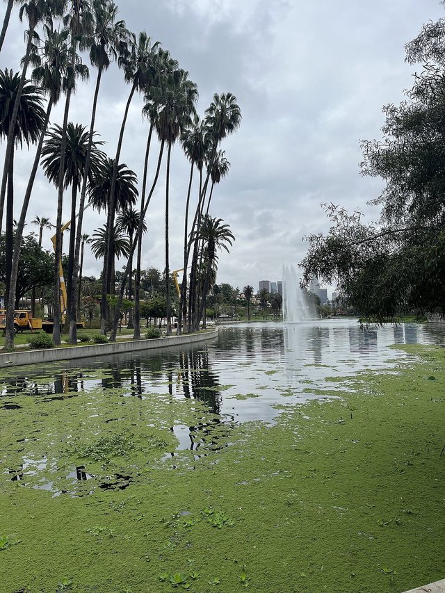 Echo Park Lake on a clear day with palm trees and the downtown Los Angeles skyline beyond the water