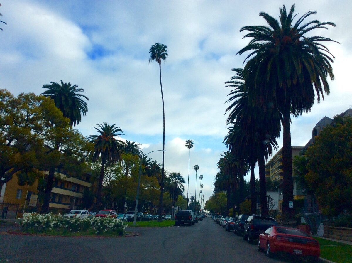 Tall palm trees lining a quiet Koreatown street under a cloudy sky