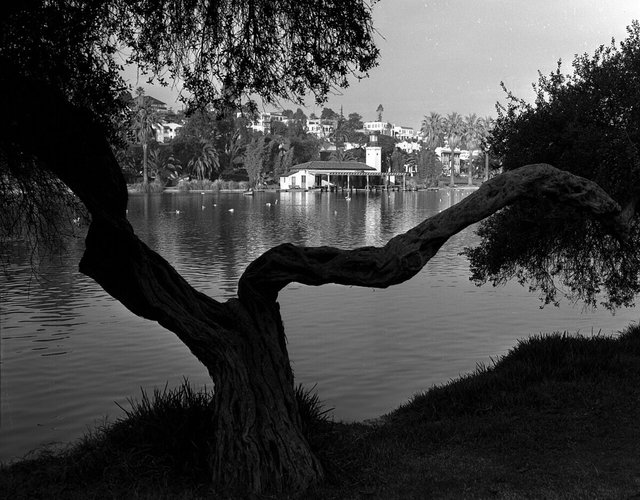 Black and white view across Echo Park Lake through a twisted tree to the boathouse