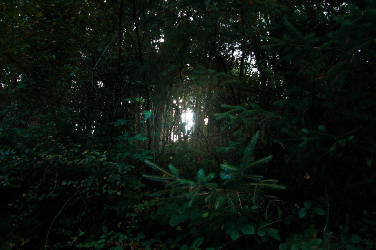 Crowd dancing at an outdoor rave under a canopy of trees with colored stage lighting