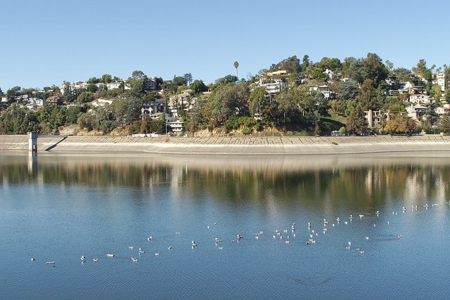Looking west across the Silver Lake Reservoir, with hillside houses above a calm blue surface dotted with gulls