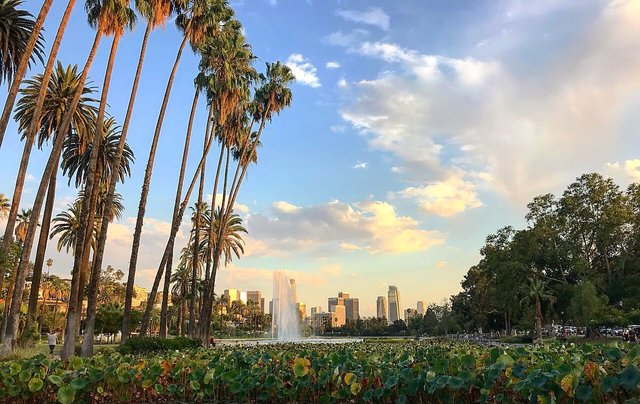 Palm trees and a fountain at Echo Park Lake with the downtown Los Angeles skyline in the distance at sunset