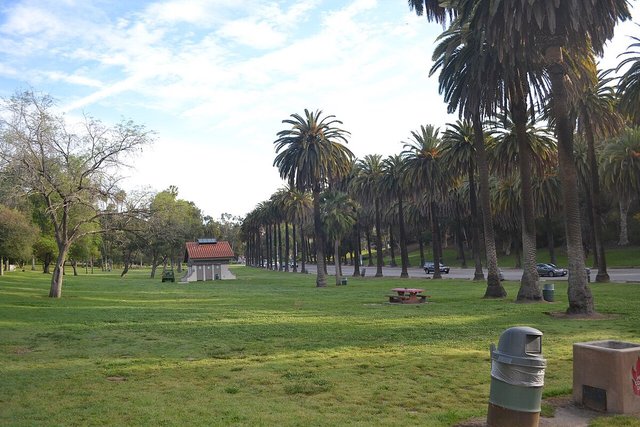 Palm trees lining a road beside a grassy lawn and picnic table in an Echo Park, Los Angeles park