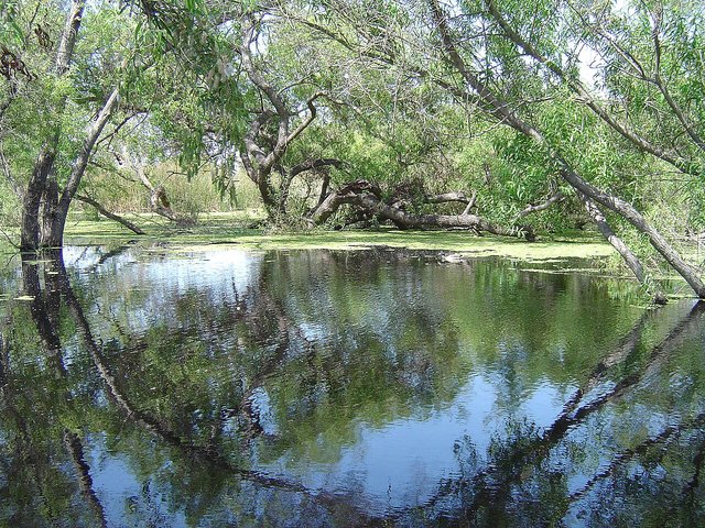 Willow trees leaning over a still marsh pond, their branches reflected in the water