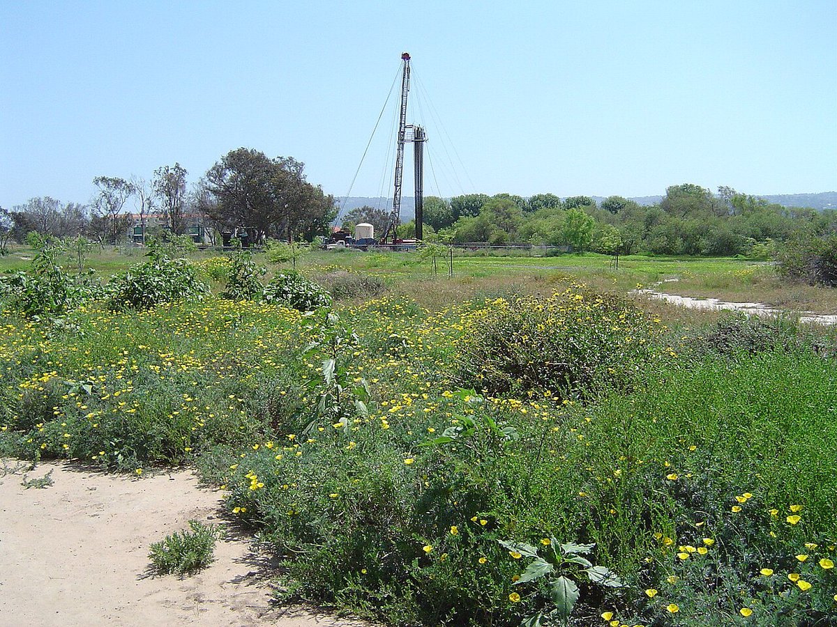 Yellow wildflowers and green brush in the open marsh habitat at Madrona Marsh Preserve in Torrance