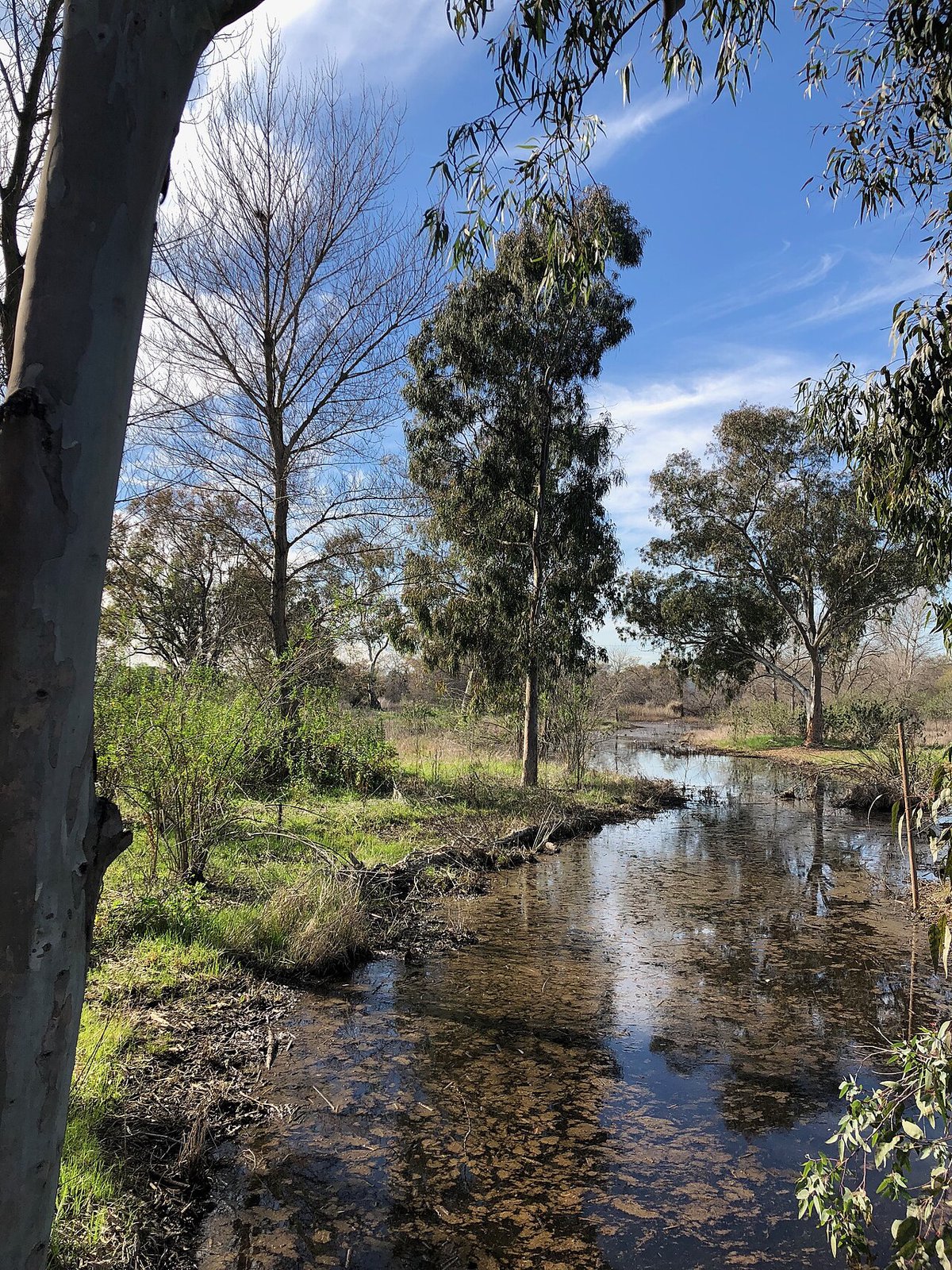 A shallow pond at the marsh reflecting eucalyptus trees under a blue sky