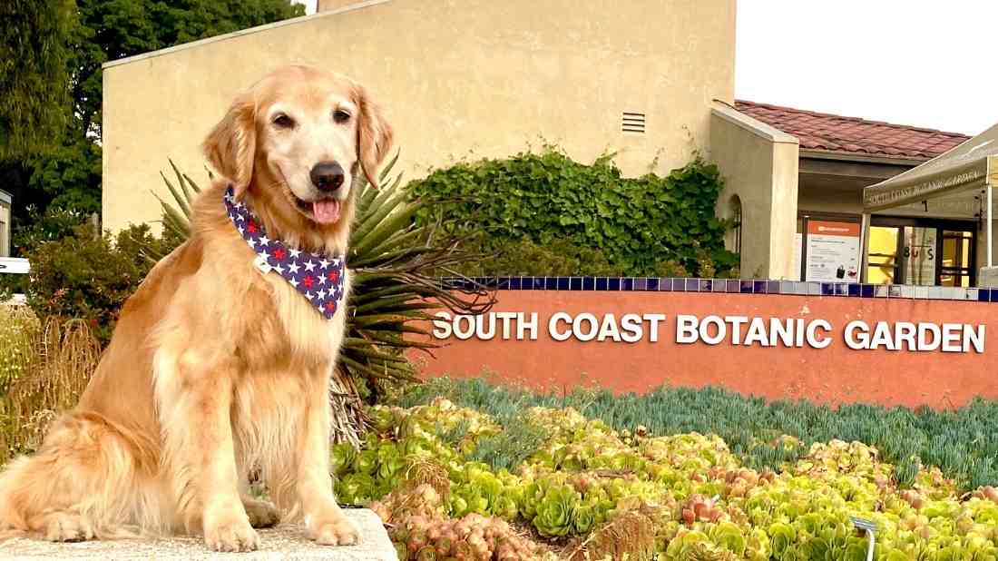Visitors walking dogs along a landscaped path at South Coast Botanic Garden