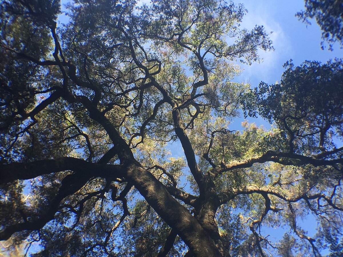 Looking up through the branches of a coast live oak against a blue sky in the Santa Monica Mountains