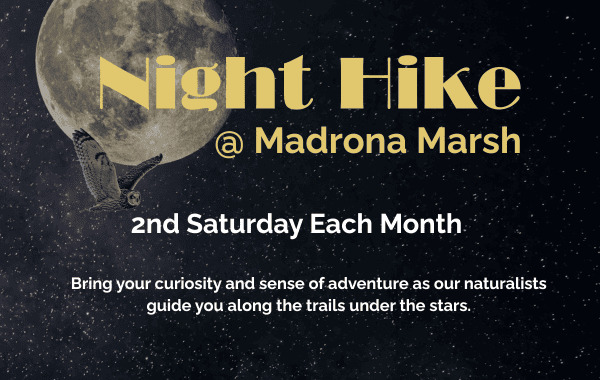 Promotional graphic for the Night Hike at Madrona Marsh Preserve